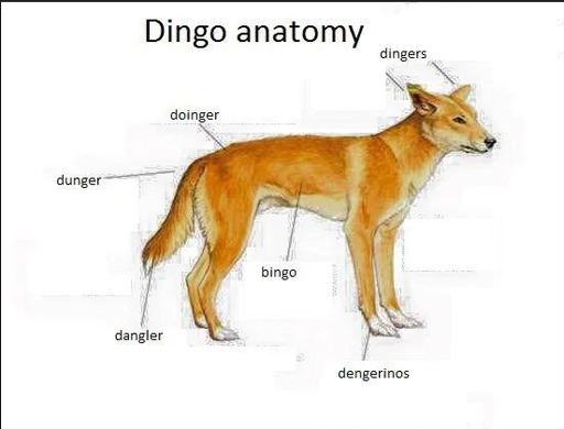 Lingo