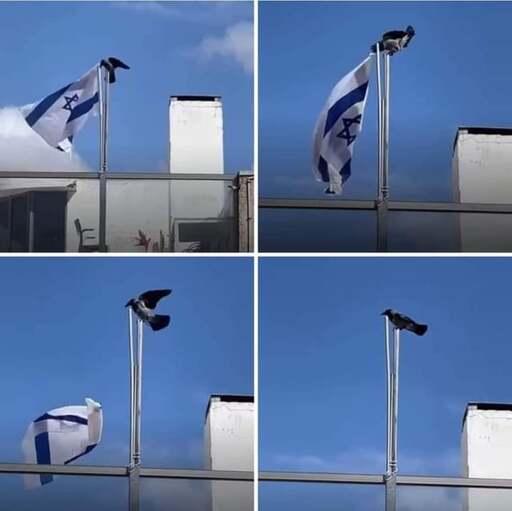 Four picture series of a crow removing a Israeli flag from a flag pol
