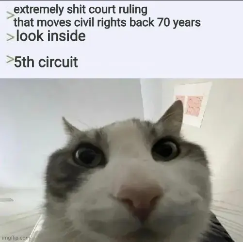 a photo of a cat looking inside something. caption: "extremely shit court ruling that moves civil rights back 70 years. look inside. 5th circuit" 