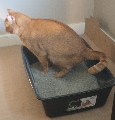 Large orange cat in catbox.